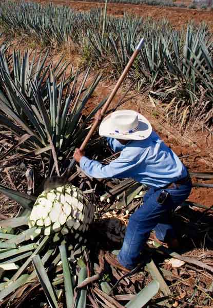 Agave Azul Messico - Corriere del Bar