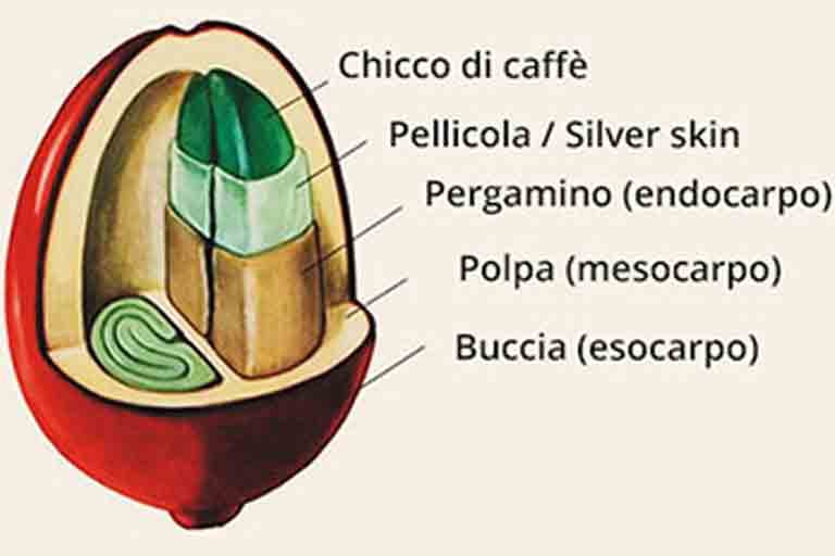 Composizione Drupa - Corriere del Bar