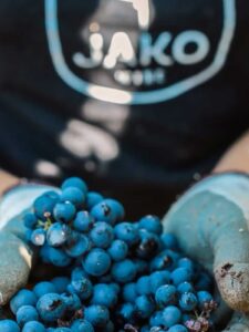 Jako Wine - Corriere Del Bar